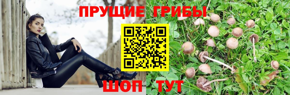 закладки  Псилоцибиновые грибы Cubensis  Вход с VPN  Заволжье 